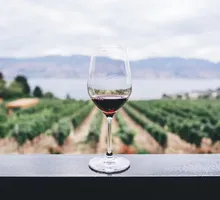 Rows of vineyards stretching across the Provençal countryside